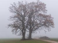 Zwei dicht beieinanderstehende Bäume im Nebel